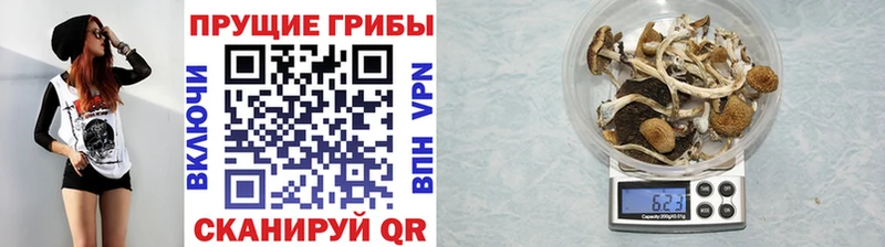 Галлюциногенные грибы Psilocybine cubensis  Купить где  Назрань 