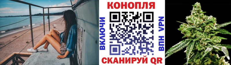 Купить где  Назрань  Канабис сатива 